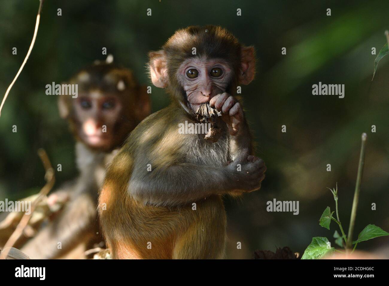 La scimmia del bambino sta mettendo in posa per UNA foto Foto Stock