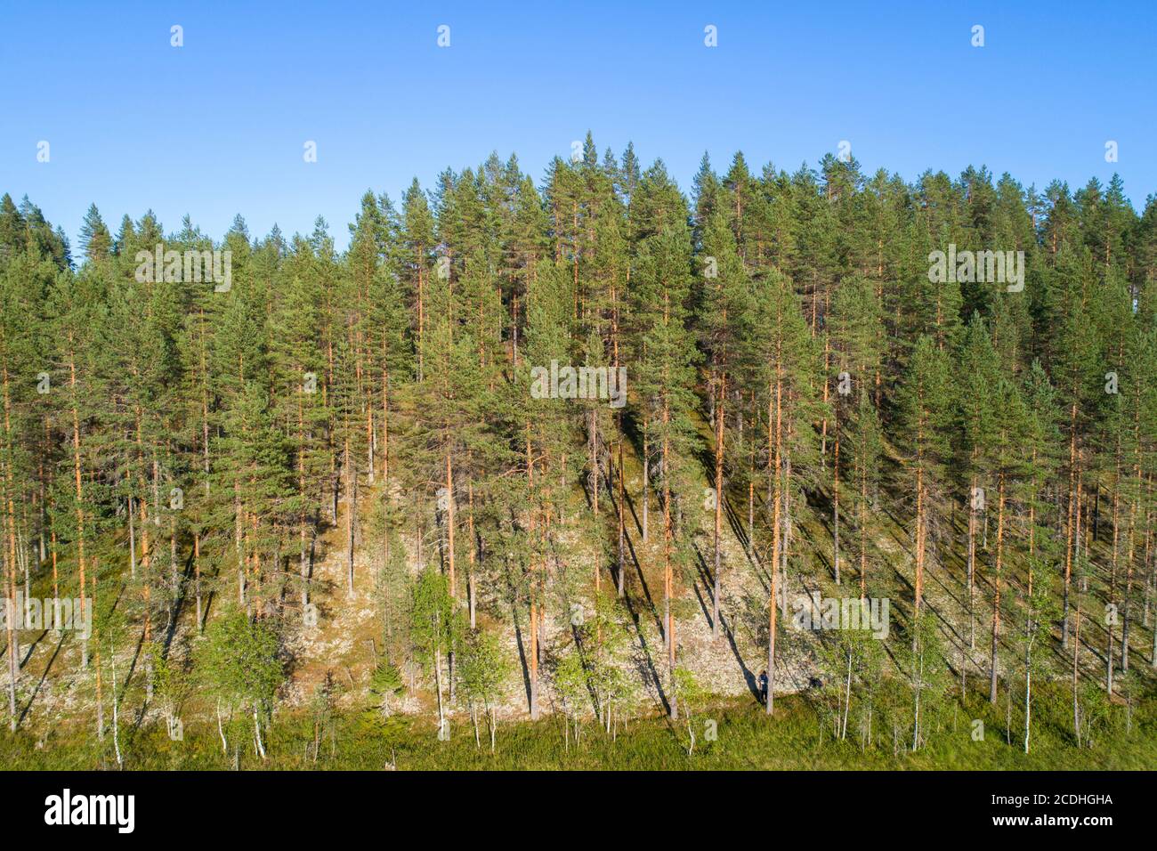 Veduta aerea della foresta di taiga di pini europei ( pinus sylvestris ) che cresce su un esker glaciale in estate , Lintharju , Finlandia Foto Stock