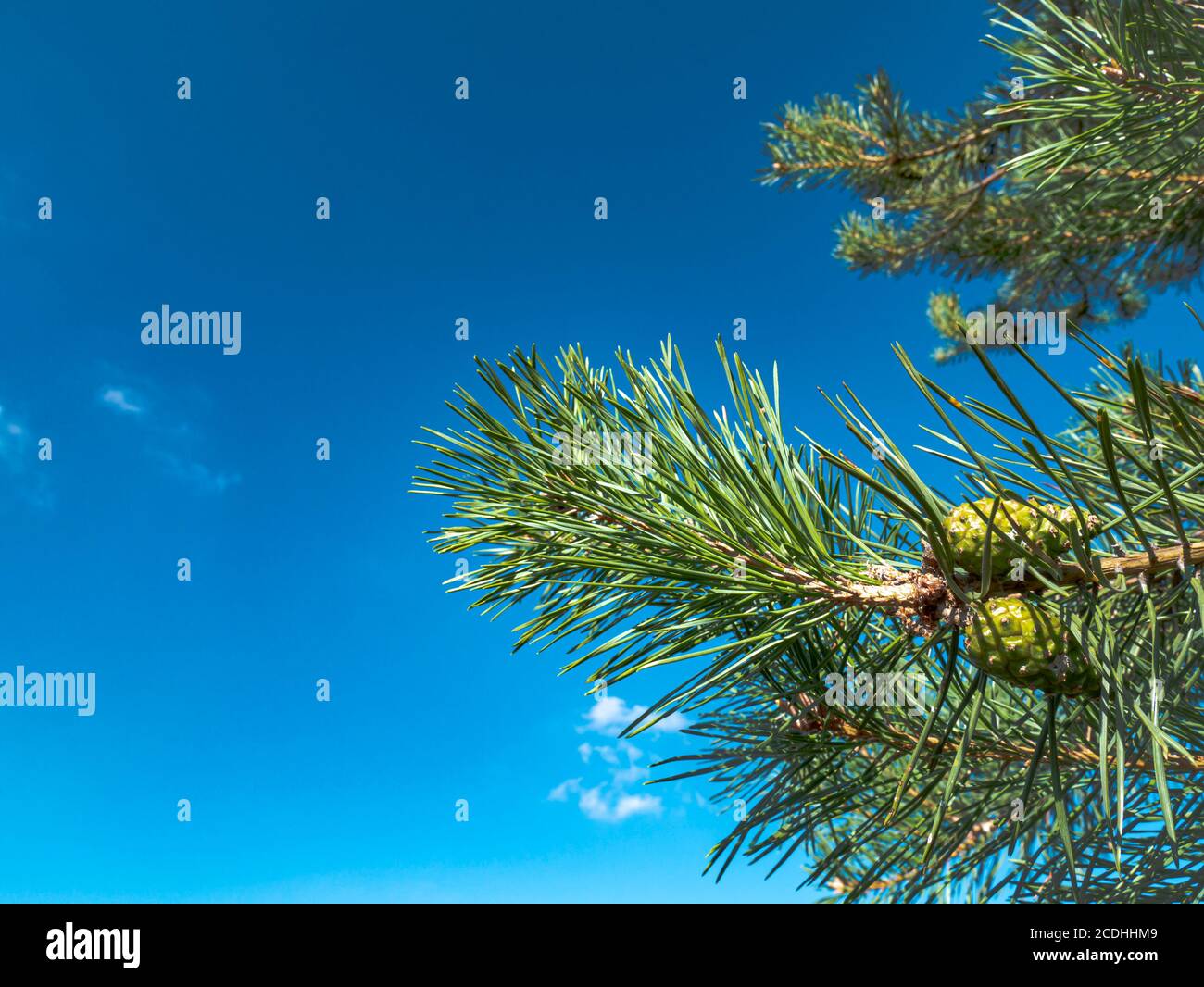 Ramo di pino con coni verdi contro un cielo blu. Pinery. Foresta. Albero di Natale. Giorno estivo limpido. Immagine di sfondo. Inserire il testo. Foto Stock