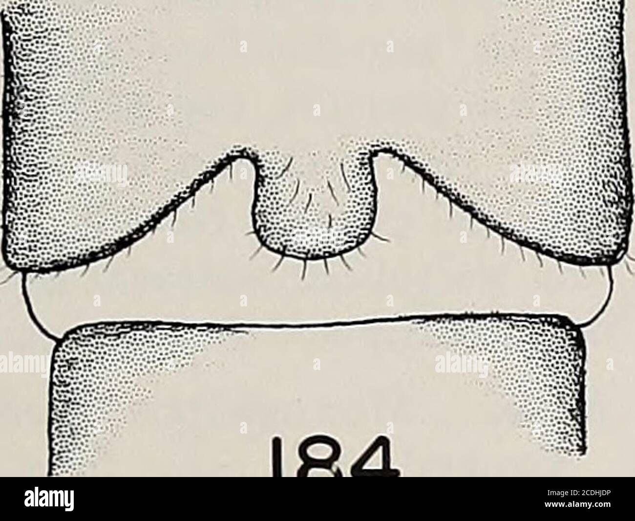 . Memorie della American Entomological Society . 184 Figure 179-184. /. denningi. 179. testa e pronoto adulti (scala: 1 mm =0,06 mm). 180. piastra subgenitale femminile (1 mm = 0,03 mm). 181. processo sclerotisedaedeagale, aspetto dorsale (1 mm = 0,02 mm). 182. paraproct maschio, lateralaspect (1 mm = 0,02 mm). 183. Aedeagus maschile, aspetto laterale, A. lobo posteriore-ventrale grande, B. posteriore piccolo, recante spinulae piccolo, processo sclerotizzato c., D. lobo dorsale espanso (1 mm = 0,01 mm). 184. vescicola maschile e ottavo sterno (1 mm = 0,03 mm). MEM. AMER. INT. SOC, 32 88 WESTERN ISOPERLA DISTRIBUTION. Stati Uniti: CAL Foto Stock