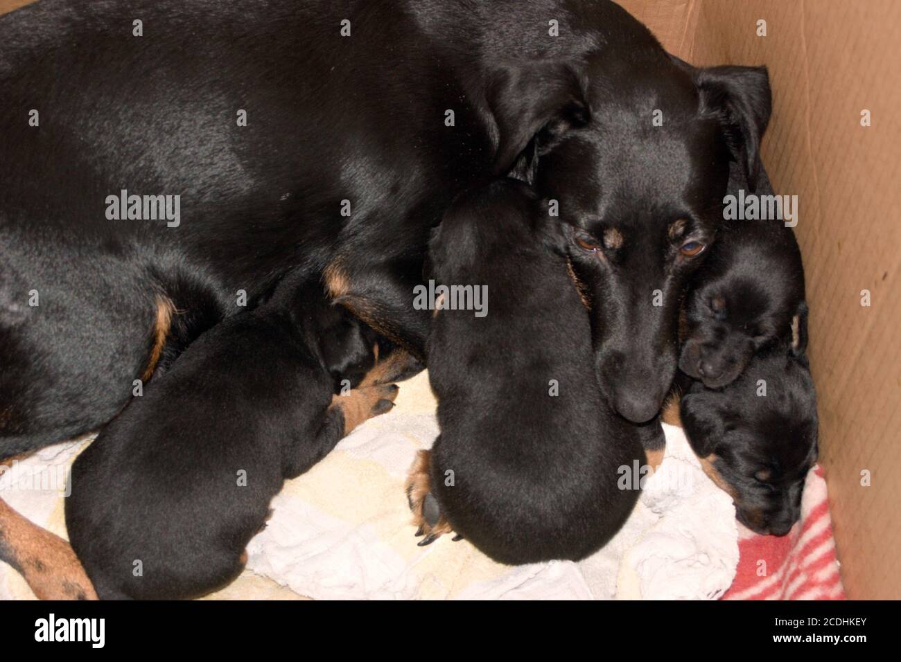 Cane con cuccioli Foto Stock
