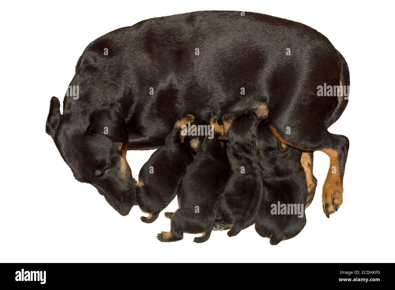 Cane con cuccioli Foto Stock