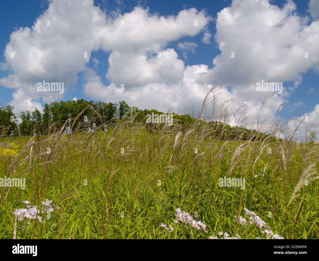 Paesaggio estivo con un prato fiorente Foto Stock