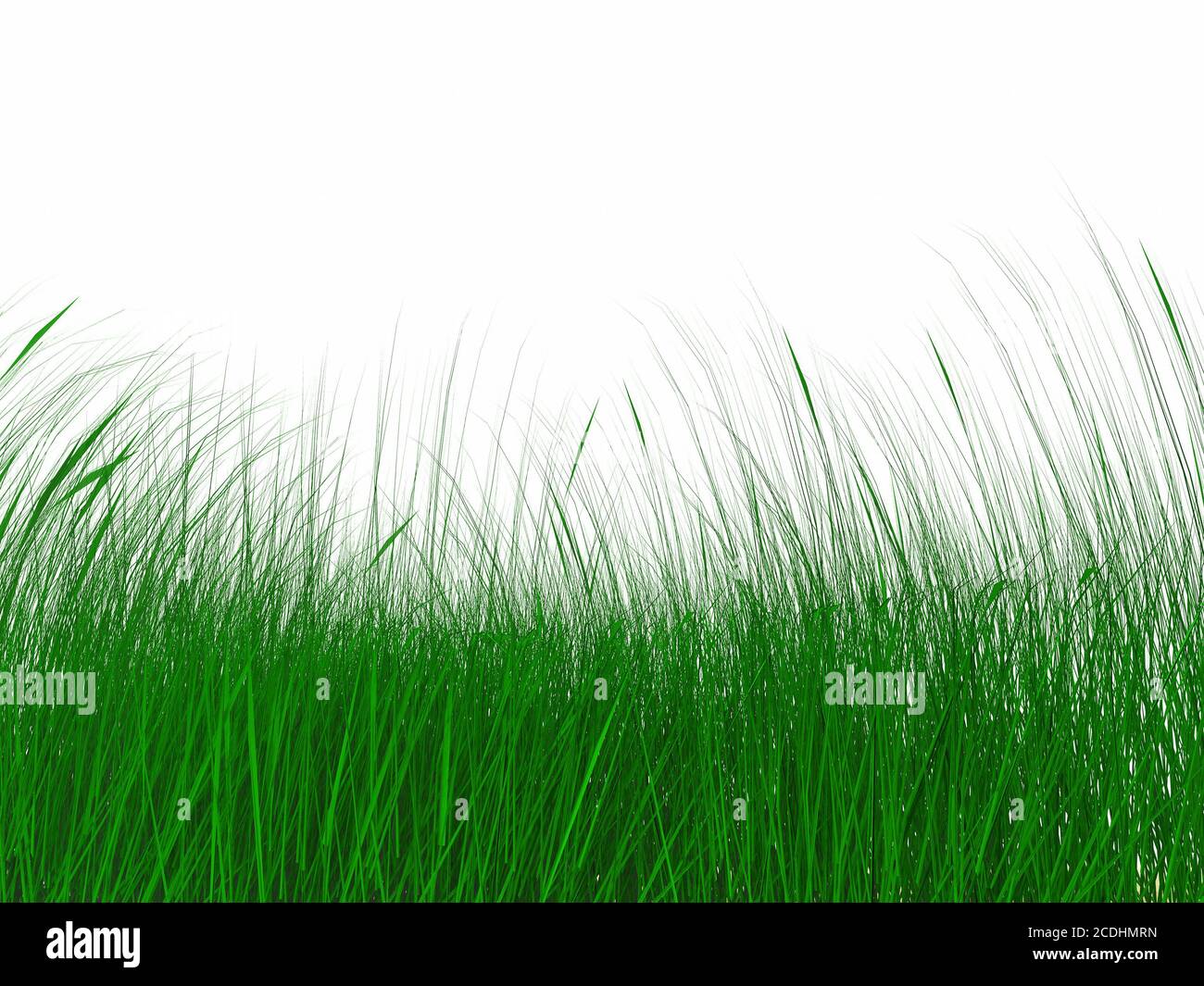 erba verde succosa su uno sfondo cielo nuvoloso Foto Stock