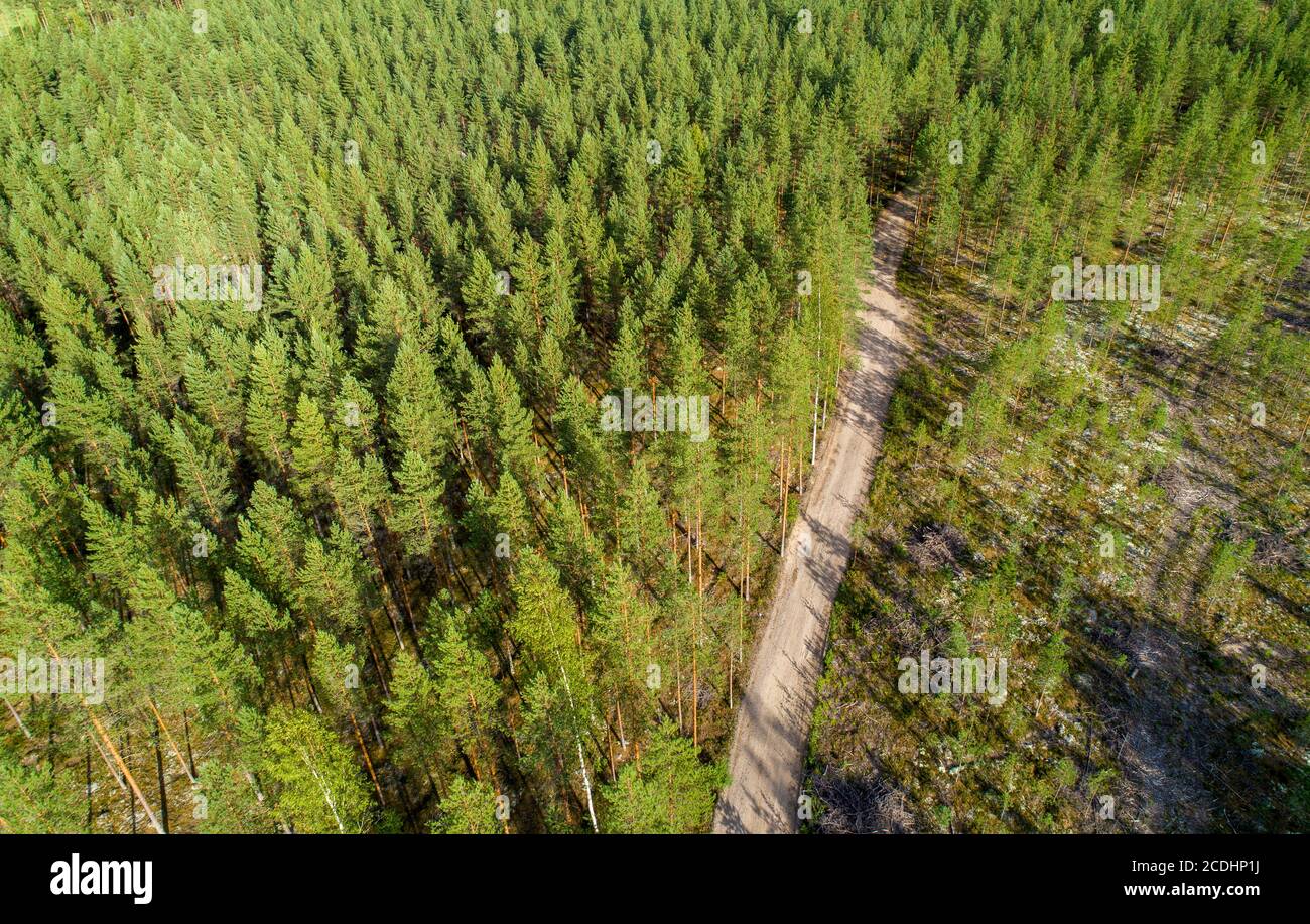Vista aerea di una strada di tronchi che attraversa la pineta di conifere europea in estate ( Pinus Sylvestris ) , Finlandia Foto Stock