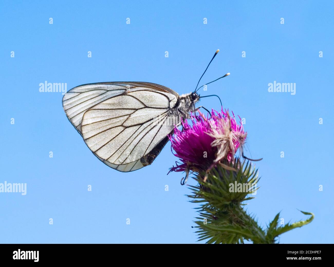 La farfalla sul thistle Foto Stock