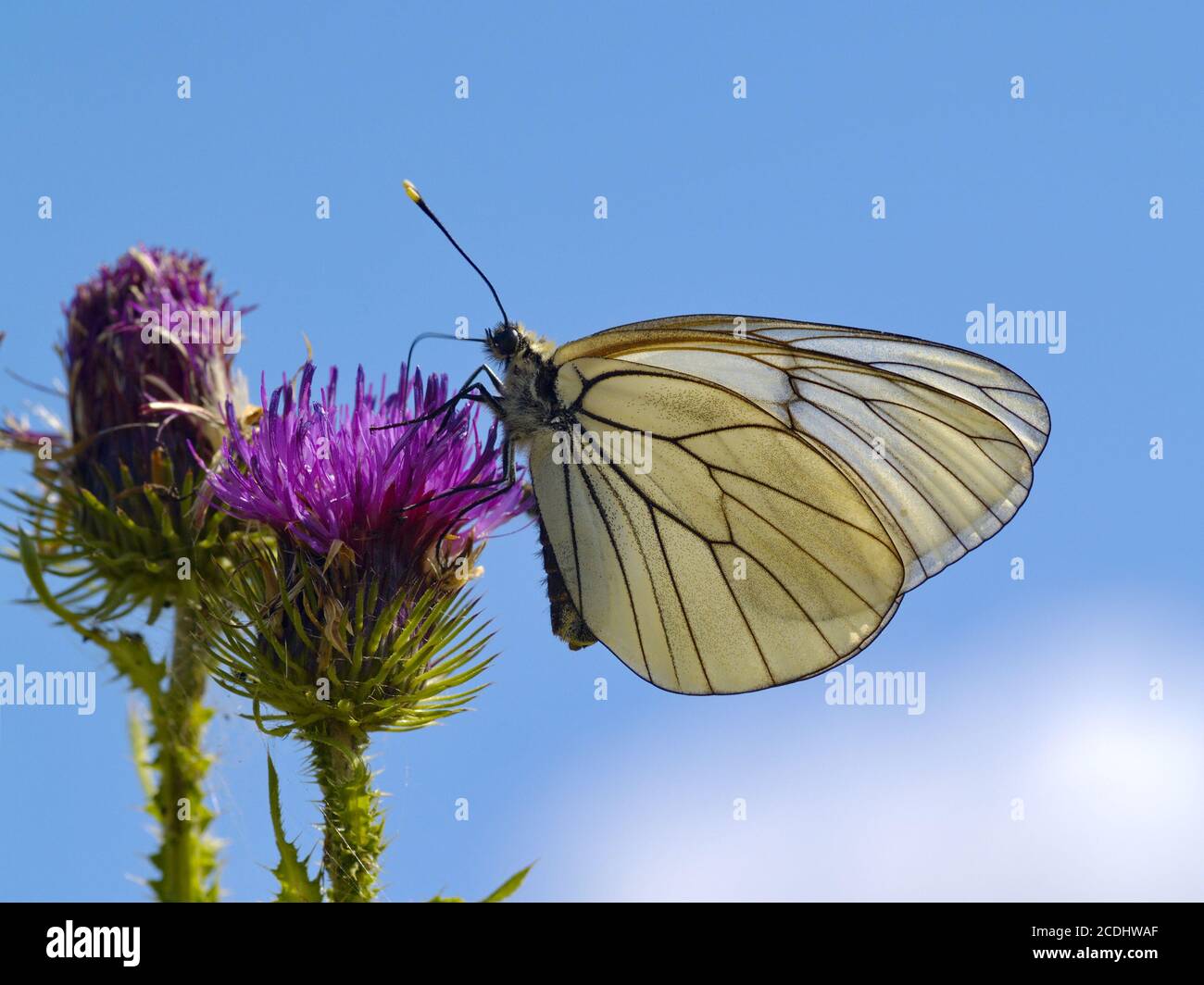 La farfalla sul thistle Foto Stock