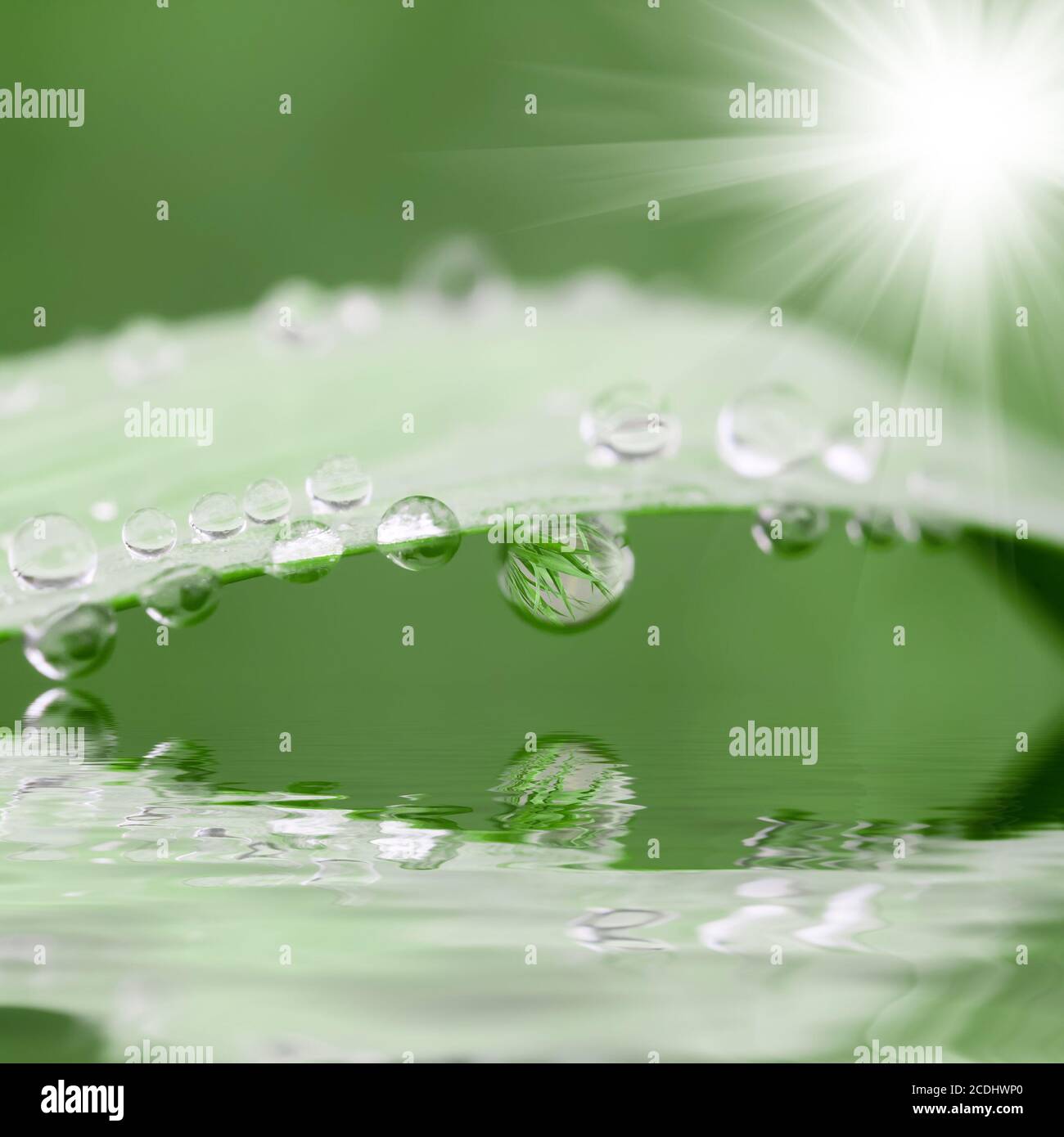 la pioggia cade sull'erba e sul sole Foto Stock