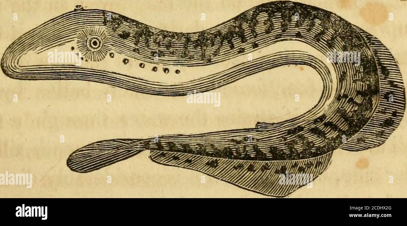 Storia naturale dei pesci del Massachusetts, abbracciando un saggio pratico  sulla pesca . solo il mare findsl lamprey molto più spesso, ma anche molto  più lungo. Tre piedi possono essere considerati