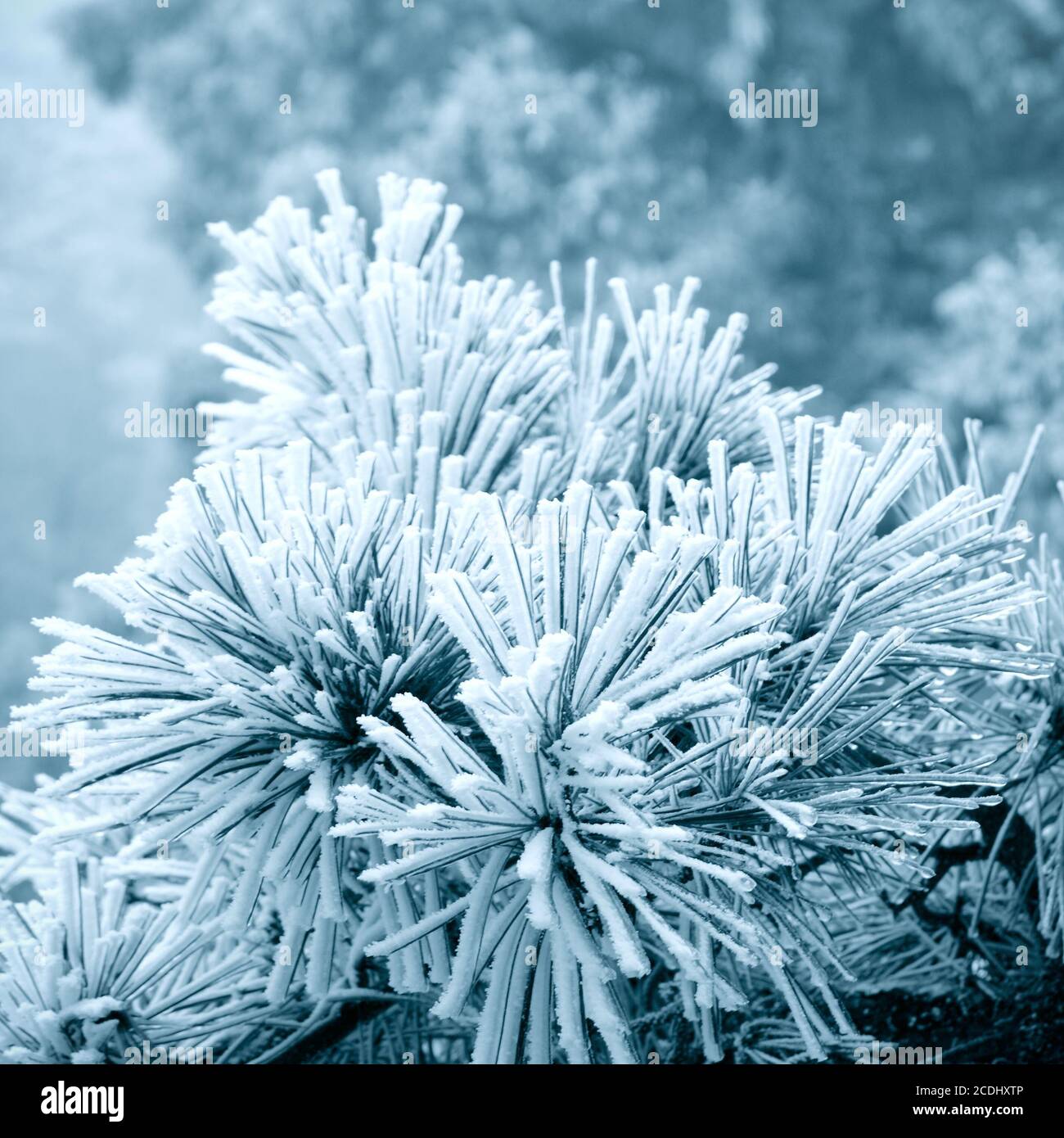 nebbia di ghiaccio su foglia di pino Foto Stock