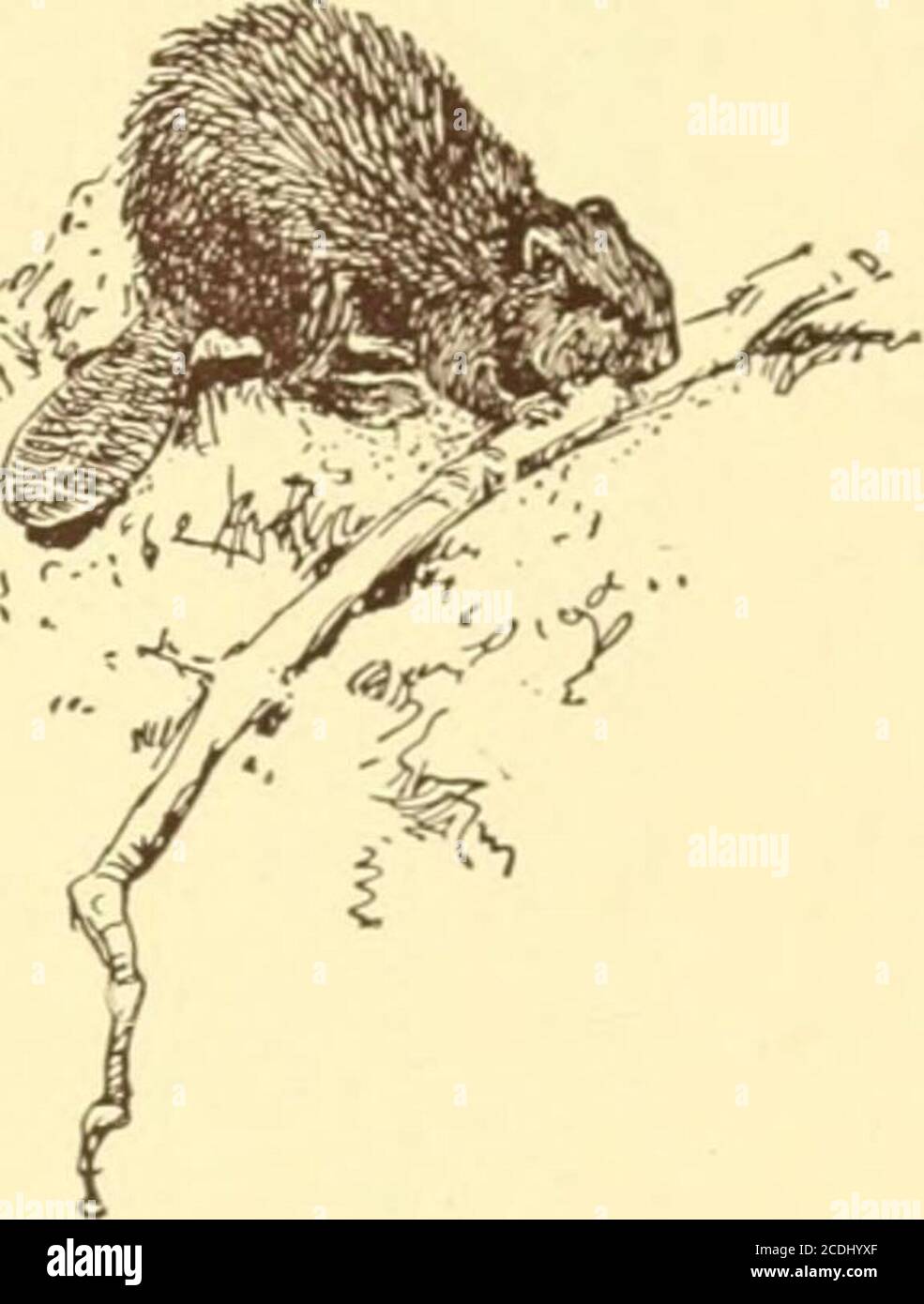 . William J. Long e i suoi libri : un opuscolo che consiste principalmente di lettere e recensioni tipiche in risposta all'attacco di MR. Burroughs al Sig. Long. Altro manof come le attrazioni. Solo così, quandoSig. John Burroughs dice che cosa hehis ha visto nelle sue osservazioni della natura, comanda facilmente l'attenzione dei suoi lettori e nessuno pensa di dubitare della sua veridicità; ma quando il sig. Burroughs si impegna a ridiculare le teosservazioni di altri uomini non meno verace grazie lui, E non dà motivo migliore per i suoi denialssrude che John Burroughs non accade per haveseen le stesse cose, allora il ragionamento Foto Stock