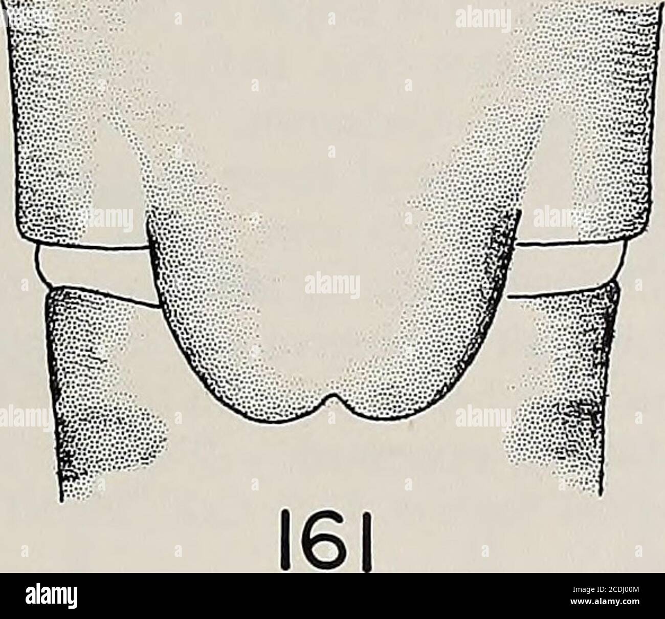 . Memorie della American Entomological Society . 59 160. Figure 157-161.-/. Adunca. 157. testa e pronoto adulti (scala: 1 mm =0,06 mm). 158. vescicola maschile e ottavo sterno (1 mm = 0,03 mm). 159. para-proct maschio, aspetto laterale (1 mm = 0,02 mm). 160. Aedeagus maschile, aspetto laterale, A. bandof spinulae concentrate, piccole, fini, B. cerotto di spinulae corte, stout e spinulae acoccionallong hair-like, C. cerotto di spinulae lunghe sparse hair-like, D. sclerotizedprocess (1 mm = 0,01 mm). 161. piastra subgenitale femminile (1 mm = 0,03 mm). MEM. AMER. INT. SOC, 32 82 WESTERN ISOPERLA lsoperla sordida, Gaufin e Foto Stock