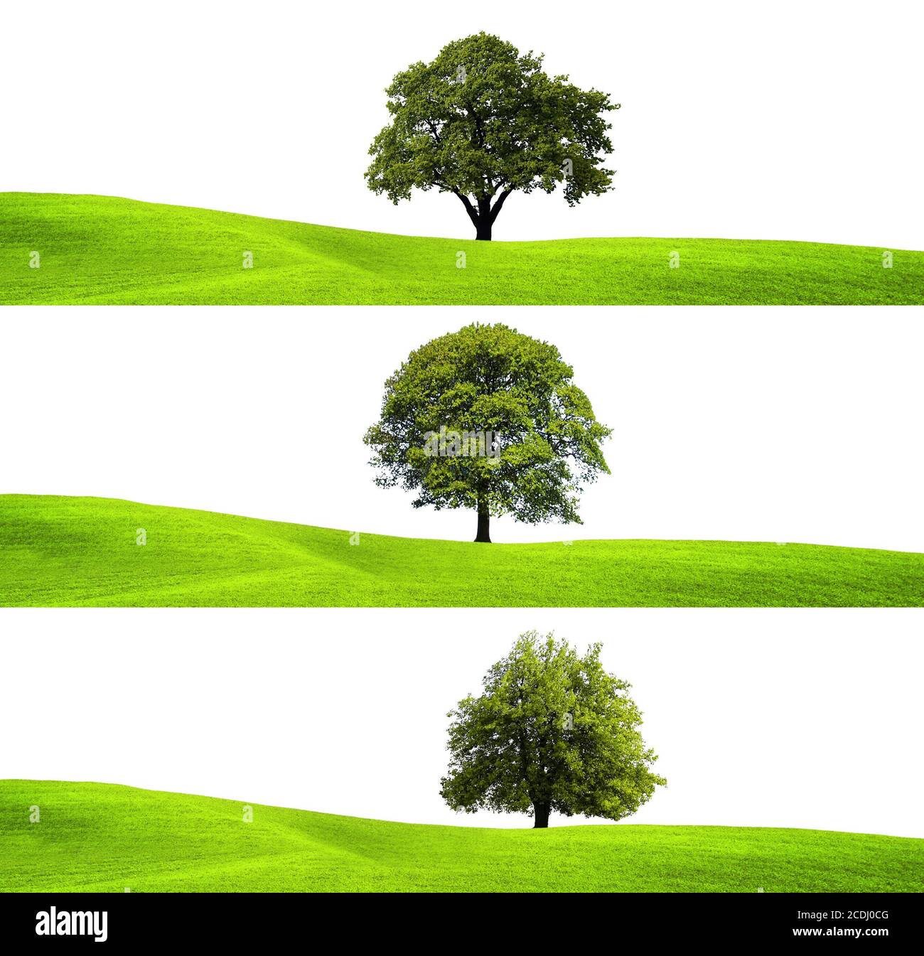 Ambiente verde e albero Foto Stock