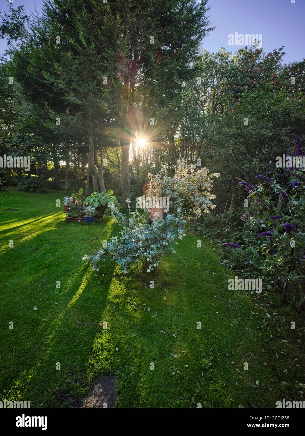 Lunghe ombre nel tardo pomeriggio con il sole che tramonta una banca di alberi nel giardino di un tradizionale Dales brughiera a 900ft Foto Stock