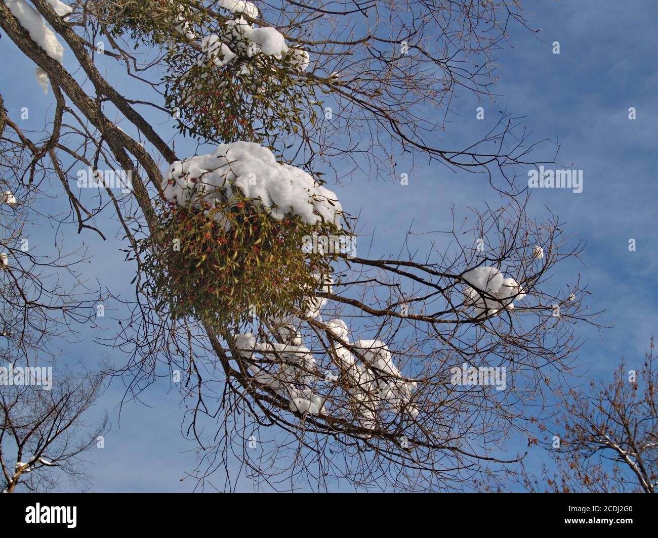 Ramo della mistetoe in inverno Foto Stock