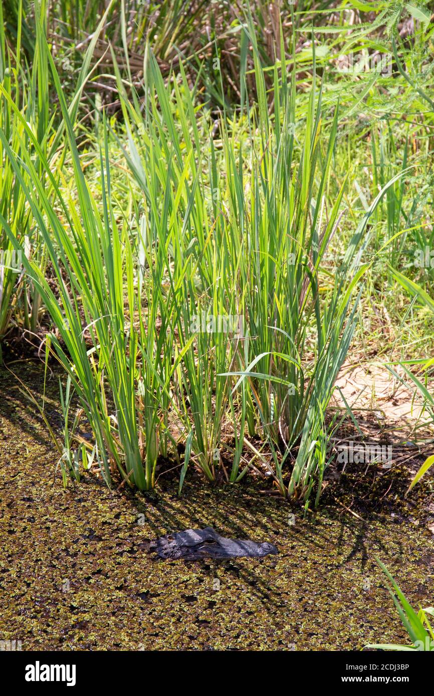 Alligatore in agguato dalla palude di Okefenokee Foto Stock