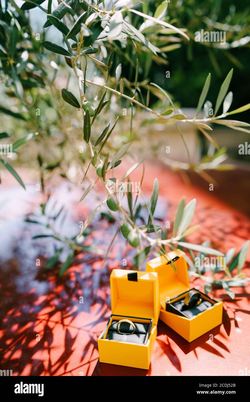Due scatole gialle con anelli di nozze su sfondo di ulivo. Foto Stock