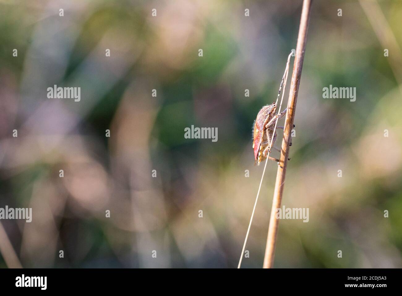 Macro di uno scudo tartaruga bug (Eurygaster testudinaria) cammina lungo un gambo a Therfield Heath in Hertfordshire Foto Stock