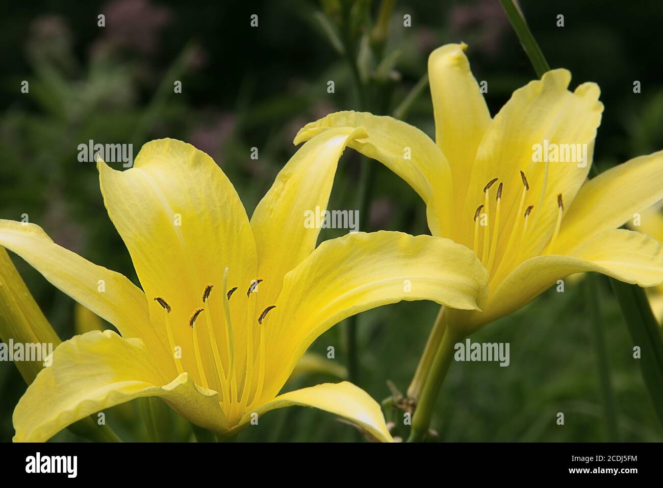 Daylily al Minnesota Landscape Arboretum Foto Stock