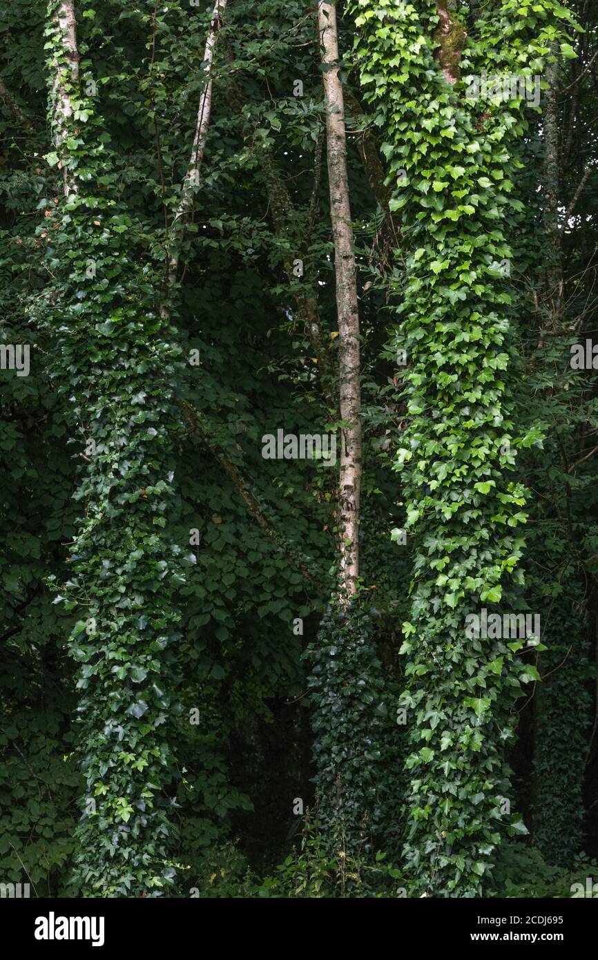 Arrampicata edera, Ivy comune / Hedera helix che cresce intorno a diversi grandi tronchi di alberi. Per ipercresciuto da edera, Hedera helix su albero, piante medicinali. Foto Stock