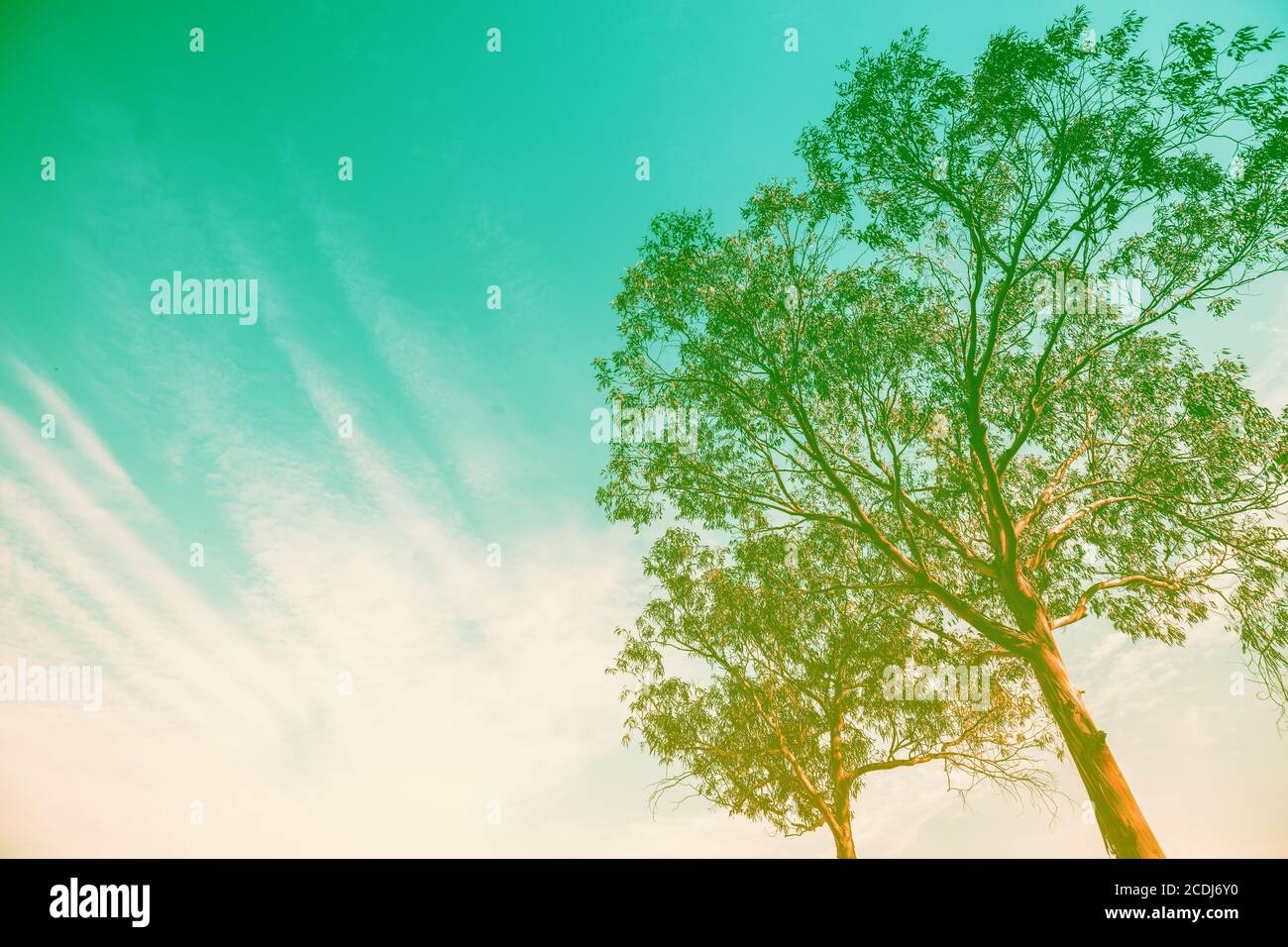 Albero di eucalipto contro cielo gradiente. Sfondo della natura Foto Stock