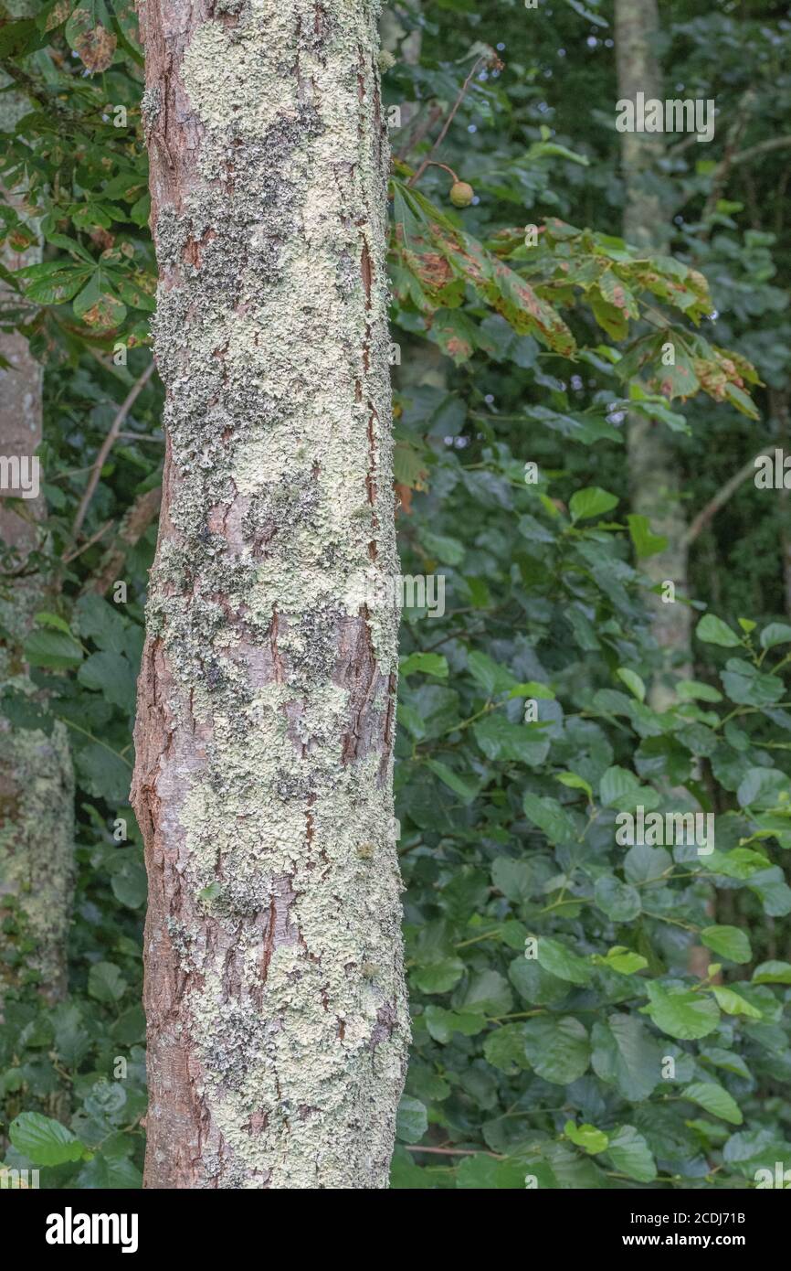 Tronco d'albero con licheni fogliosi verde pallido che coprono la corteccia. Licheni inglesi, licheni piatti lievitati, ricoperti di licheni. Foto Stock