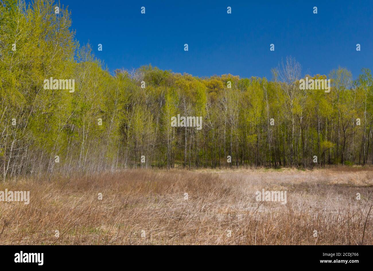 Primavera al Marsh Foto Stock