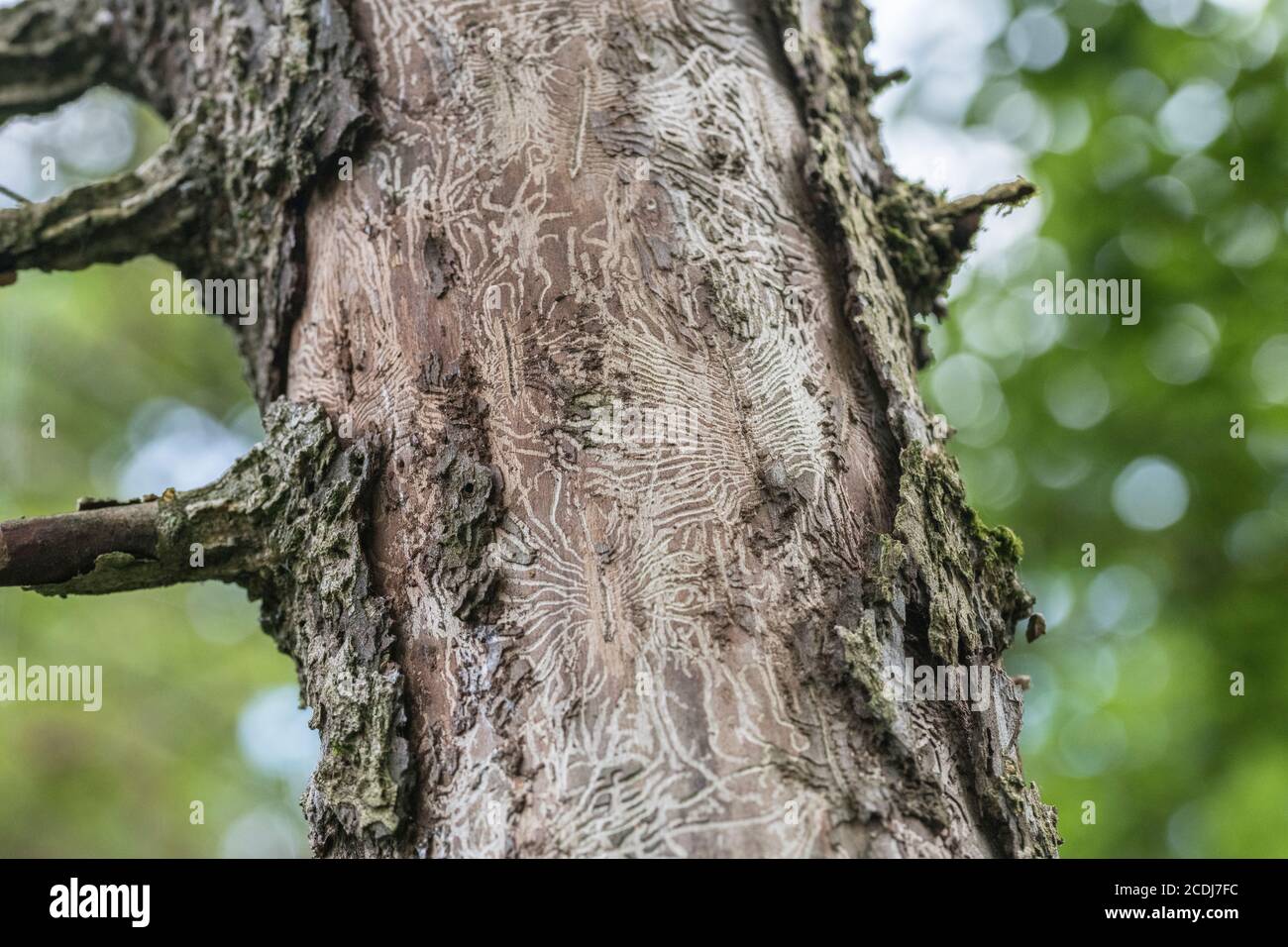 Tell-tale tunnel noia tracce di Elm Bark Beetle che introduce il fungo Ofiostoma ulmi che infetta l'albero con la malattia olandese Elm, DED. Foto Stock