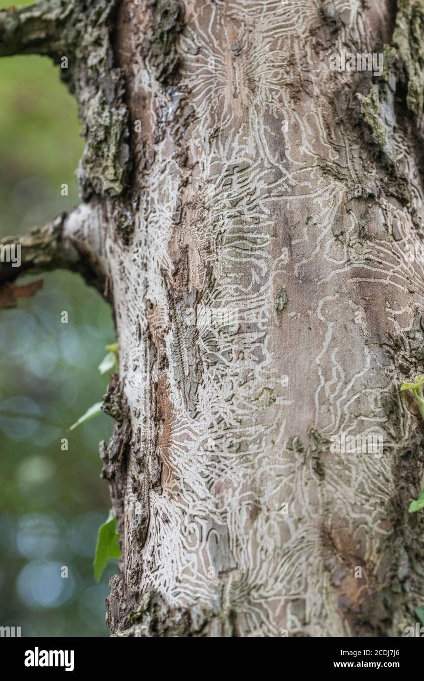 Tell-tale tunnel noia tracce di Elm Bark Beetle che introduce il fungo Ofiostoma ulmi che infetta l'albero con la malattia olandese Elm, DED. Foto Stock