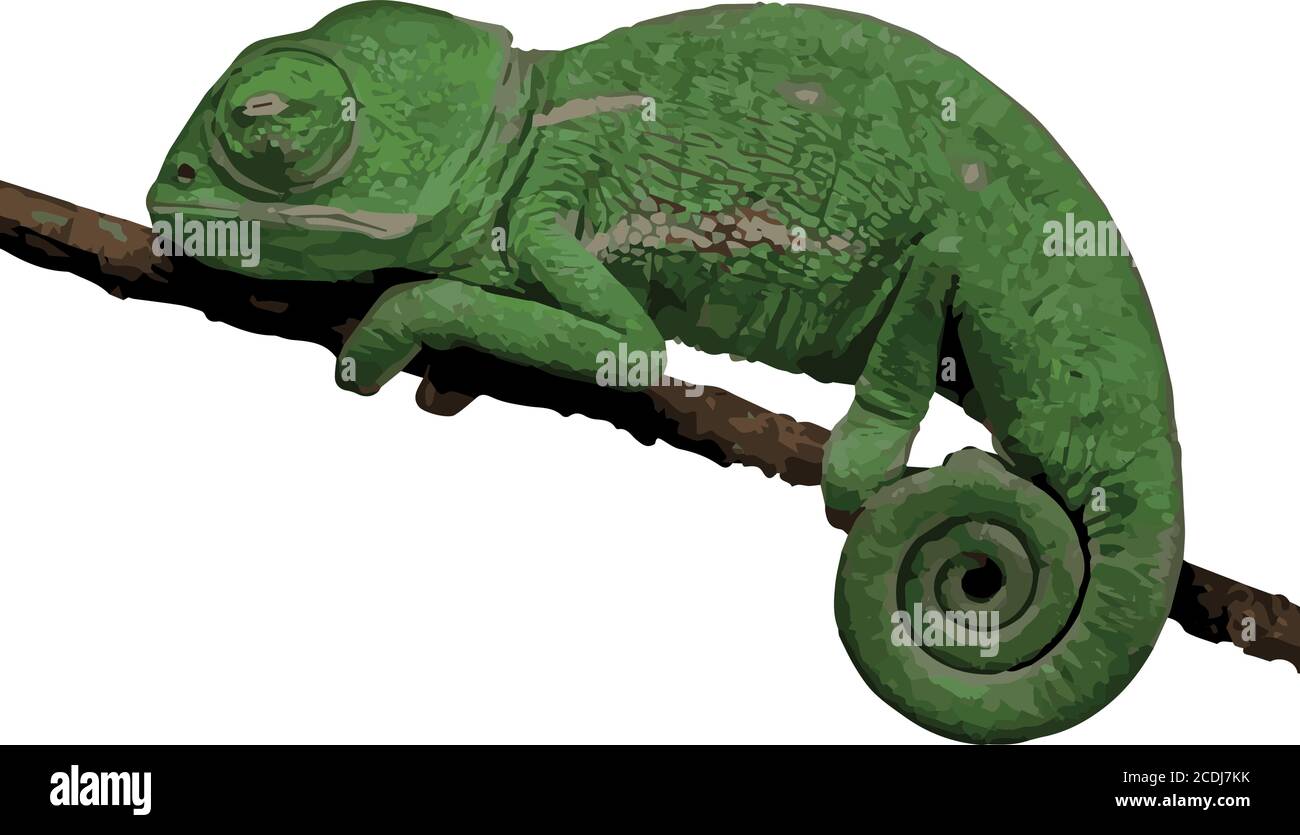 piccola lucertola, camaleonte illustrazione vettoriale Illustrazione Vettoriale