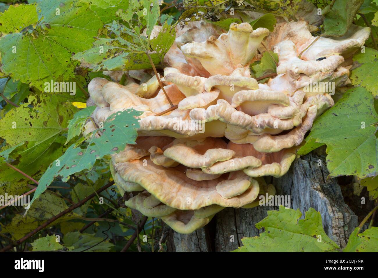 Il fungo cresce sui lati di ceppo di albero Foto Stock