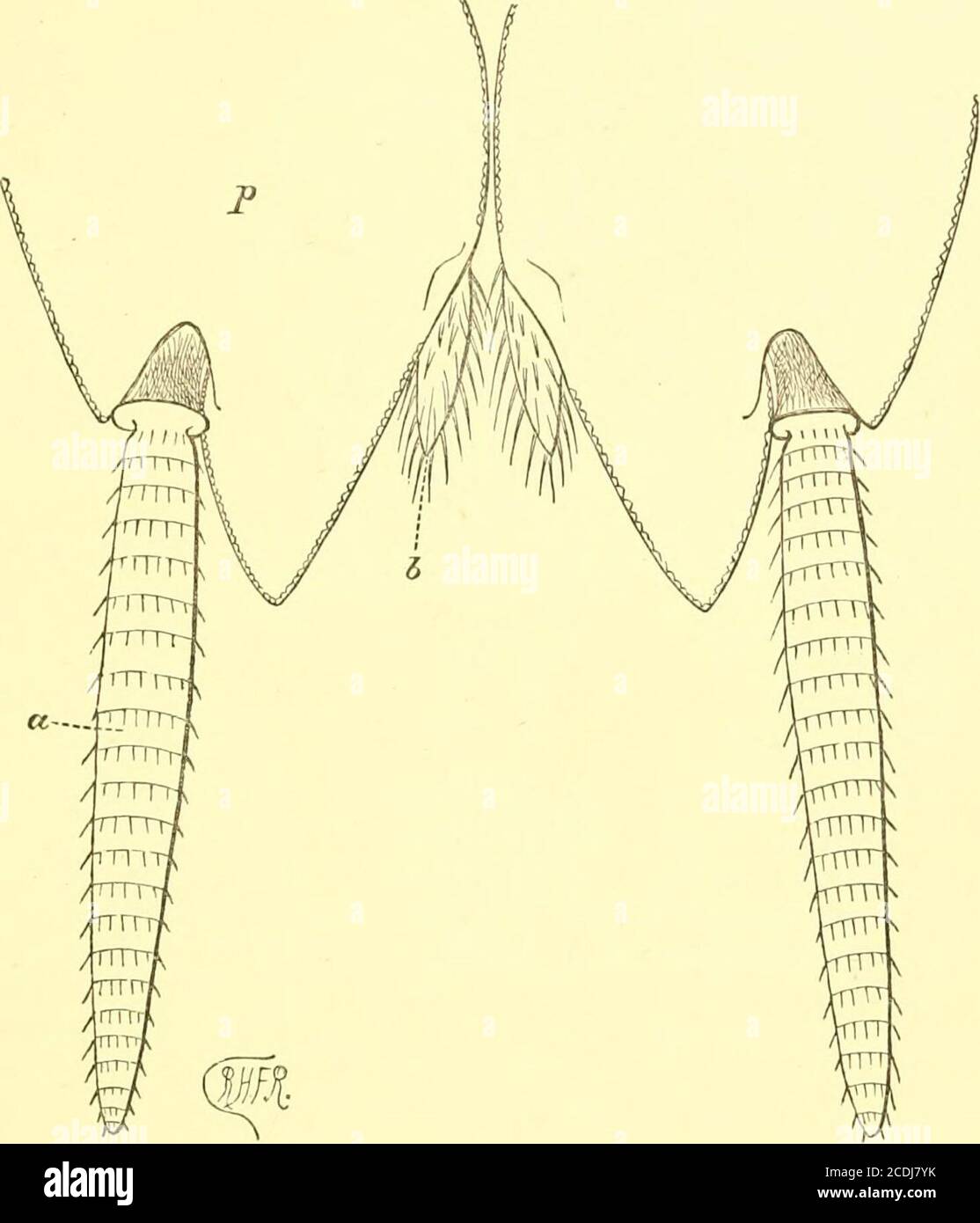 . Operazioni della Società Entomologica di Londra . ^Blatta, sp. Il nono sterno del maschio: st, lo sterno, che è incolore, o quasi, e, quando in situ, coperto da quello del somito precedente; la porzioneposteriore colorata e settosa ad essa rappresenta le basi (protopoditi) dei mem-bers che hanno coalescenza con lo sterno e con un altro in p nella linea mediana, dove una striscia stretta di colorazione più leggera della chitina circostante segna la giunzione ; a, gli esopoditi ; le endopoditi (h in fig. 5) si è perso nella coalescenza delle articolazioni basali del memb Foto Stock