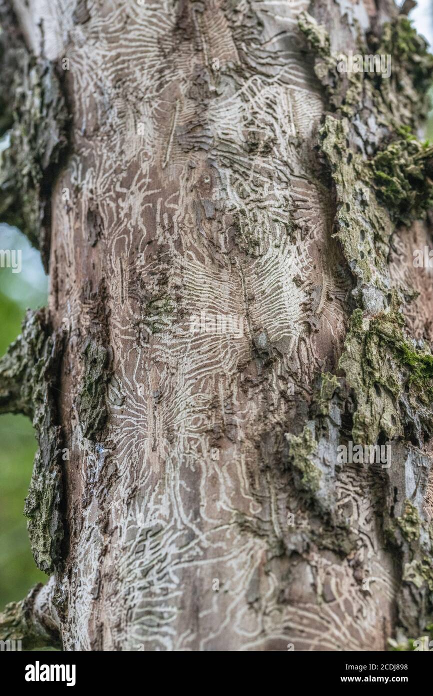 Tell-tale tunnel noia tracce di Elm Bark Beetle che introduce il fungo Ofiostoma ulmi che infetta l'albero con la malattia olandese Elm, DED. Foto Stock