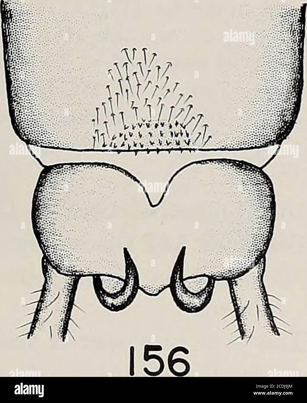 . Memorie della American Entomological Society . Figure 153-156. acula. /. 153. testa e pronoto adulti (scala: 1 mm =0,03 mm). 154. vescicola maschile e ottavo sterno (1 mm = 0,03 mm). 155. para-proct maschio, aspetto laterale (1 mm = 0,01 mm). 156. terminale maschio, terga addominale (1 mm = 03). MEM. AMER. INT. SoC, 32 80 Western Isperla Isoperla adunca Jewett Isoperla adunca Jewett, 1962, 38:19. Holotype, e allotype 5 i 5 mi. E. di Mt. Hamilton, Santa Clara Co., California, USA (CAS) (genitalia maschile e femminile, e struttura aedeagal).Isoperla adunca, gigli, 1966:393. Maschio. Macropterous. Lunghezza o Foto Stock
