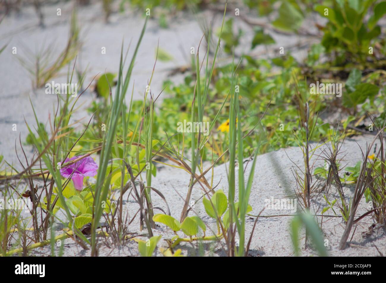 Pianta vita sulle dune Foto Stock