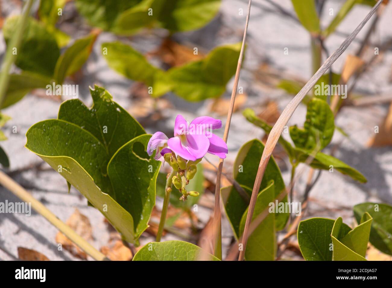 Viti in fiore sulle dune Foto Stock