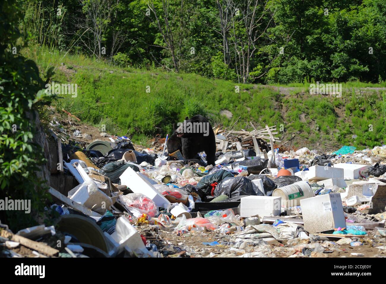 Orso e garbage Foto Stock