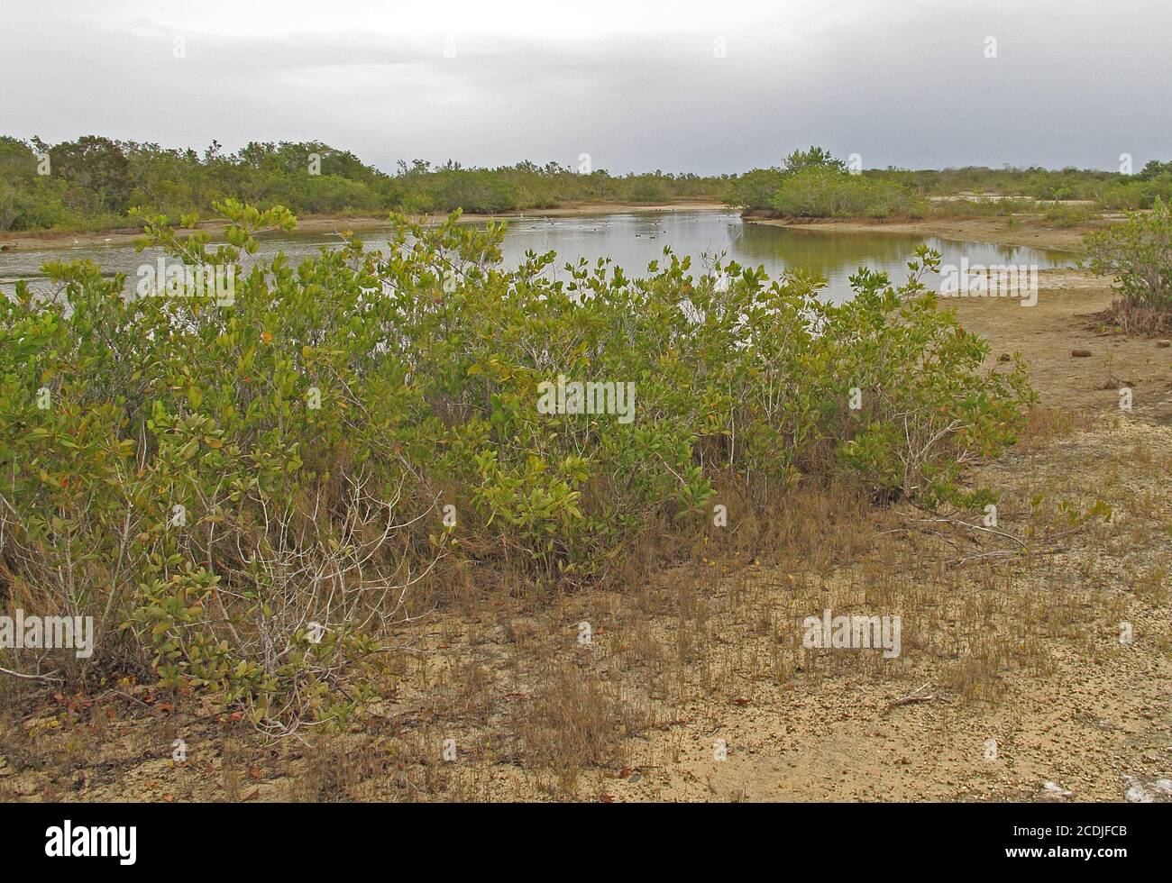Vista sulla laguna costiera della penisola di Zapata, Cuba Marzo Foto Stock