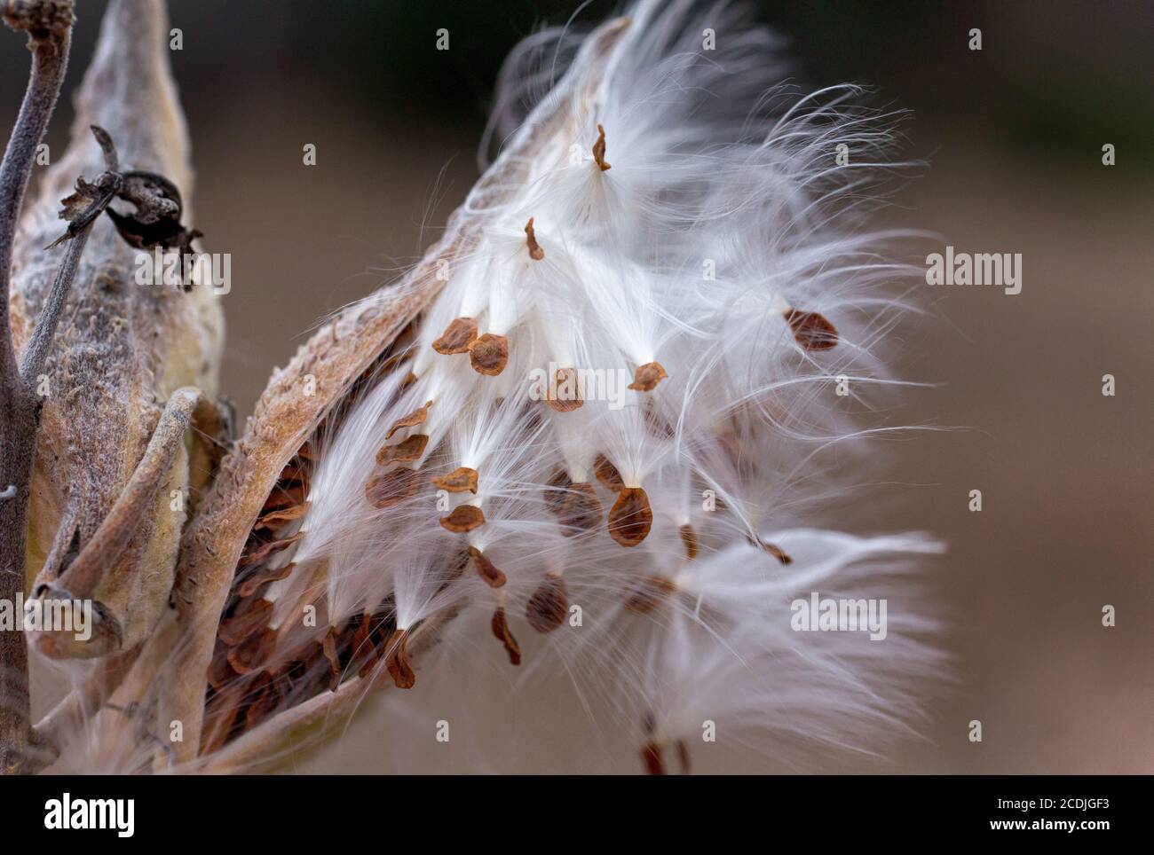 Wind Blown semi da Milkweed pianta in autunno Foto Stock
