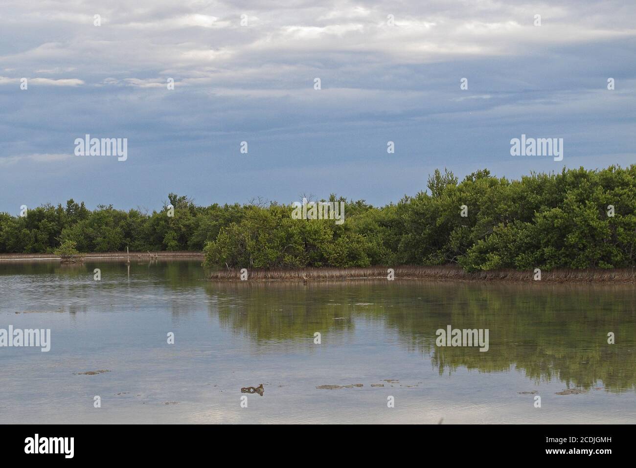 Mangrovie che crescono nella laguna costiera poco profonda penisola di Zapata, Cuba Marzo 2013 Foto Stock