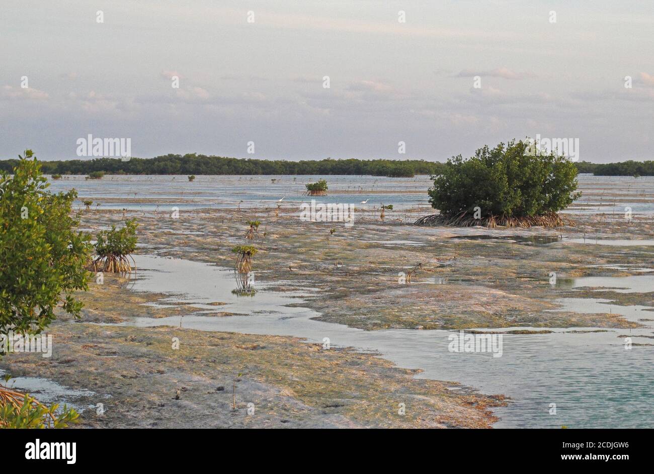Mangrovie che crescono nella laguna costiera penisola di Zapata, Cuba Marzo 2013 Foto Stock