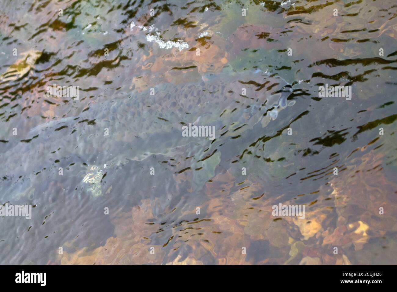 salmone di serie 1 Foto Stock