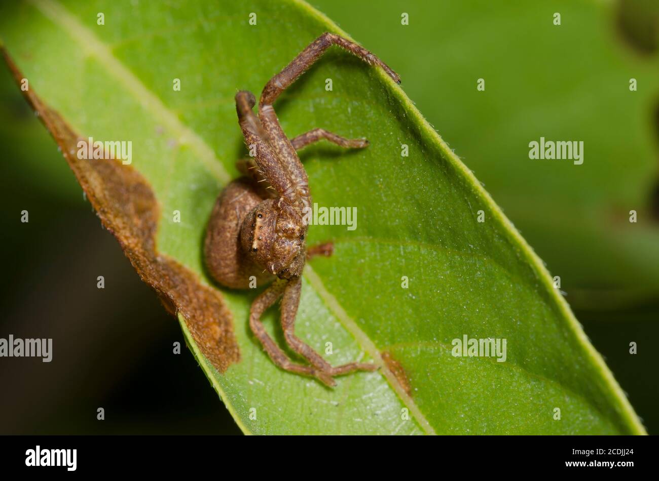 Spider di granchio macinato, Xysticus sp., con gambe mancanti Foto Stock