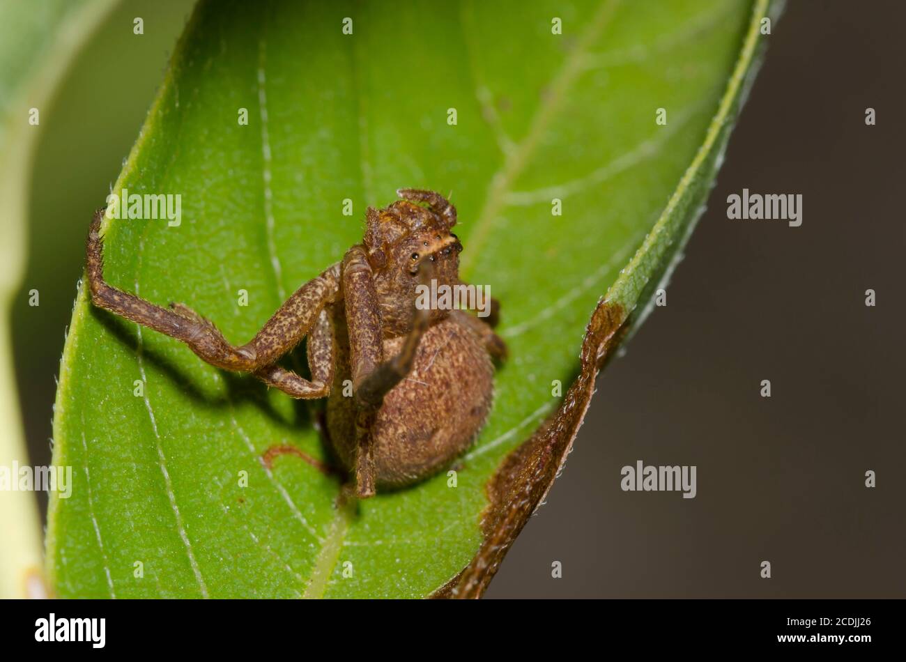 Spider di granchio macinato, Xysticus sp., con gambe mancanti Foto Stock