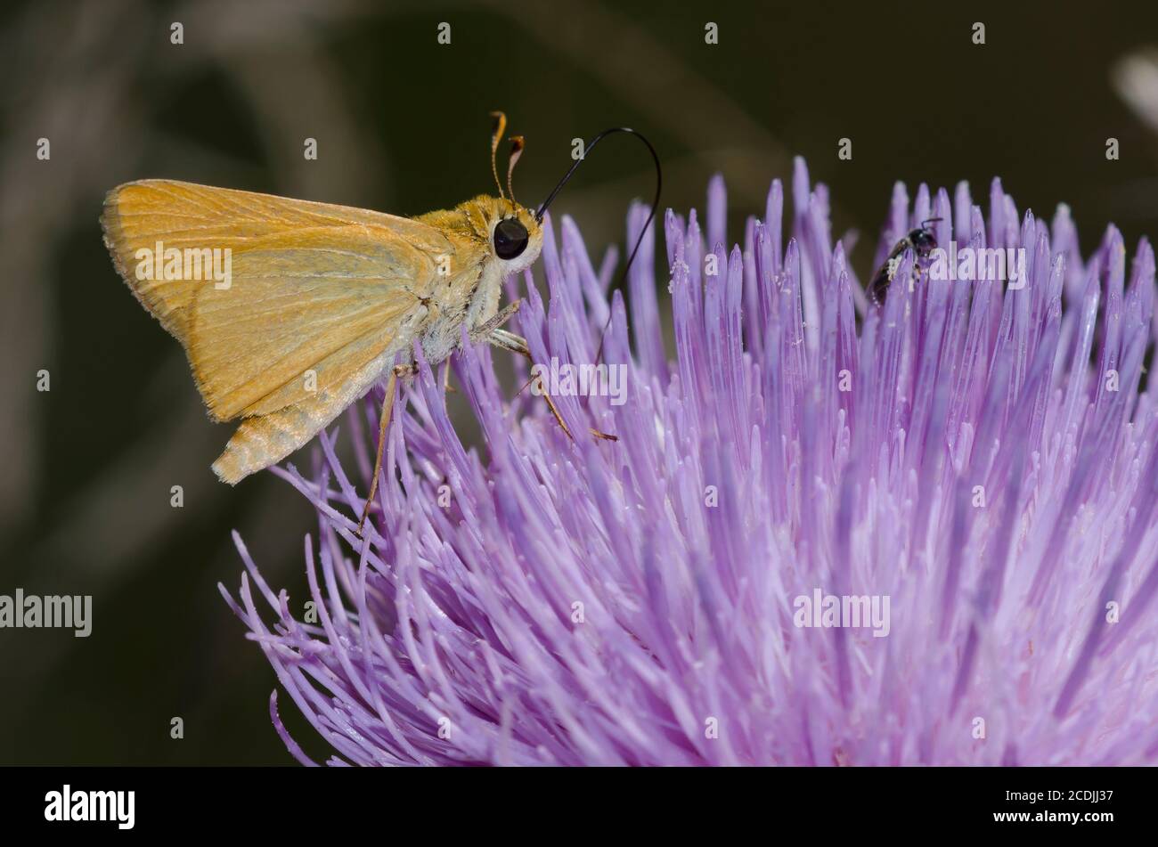 Delaware Skipper, Anatrytone logan, nectaring on thistle, Cirsium sp. Foto Stock