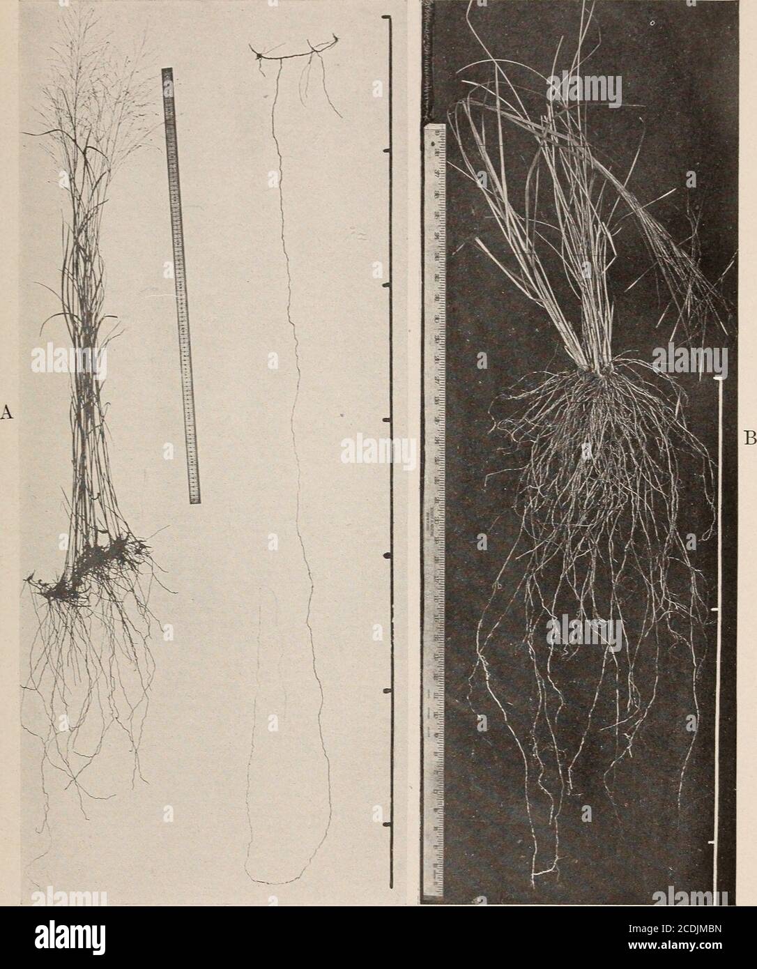 . Le relazioni ecologiche delle radici . A. Androjpogon furcatus. B. Andropogon scoparius. C. Andropogon nutans. PIASTRA DI TESSITORE 4. A. Pafuco virgatum, che mostra rizomi, radici grossolane e radice singola completa. B. Stipa s parte a. Foto Stock
