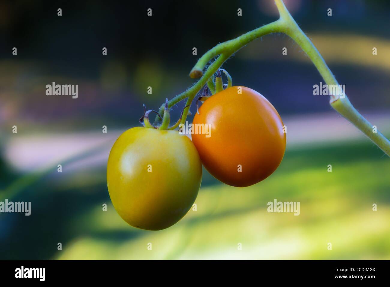 Pomodori ripieni di vite pronti per la vendemmia Foto Stock