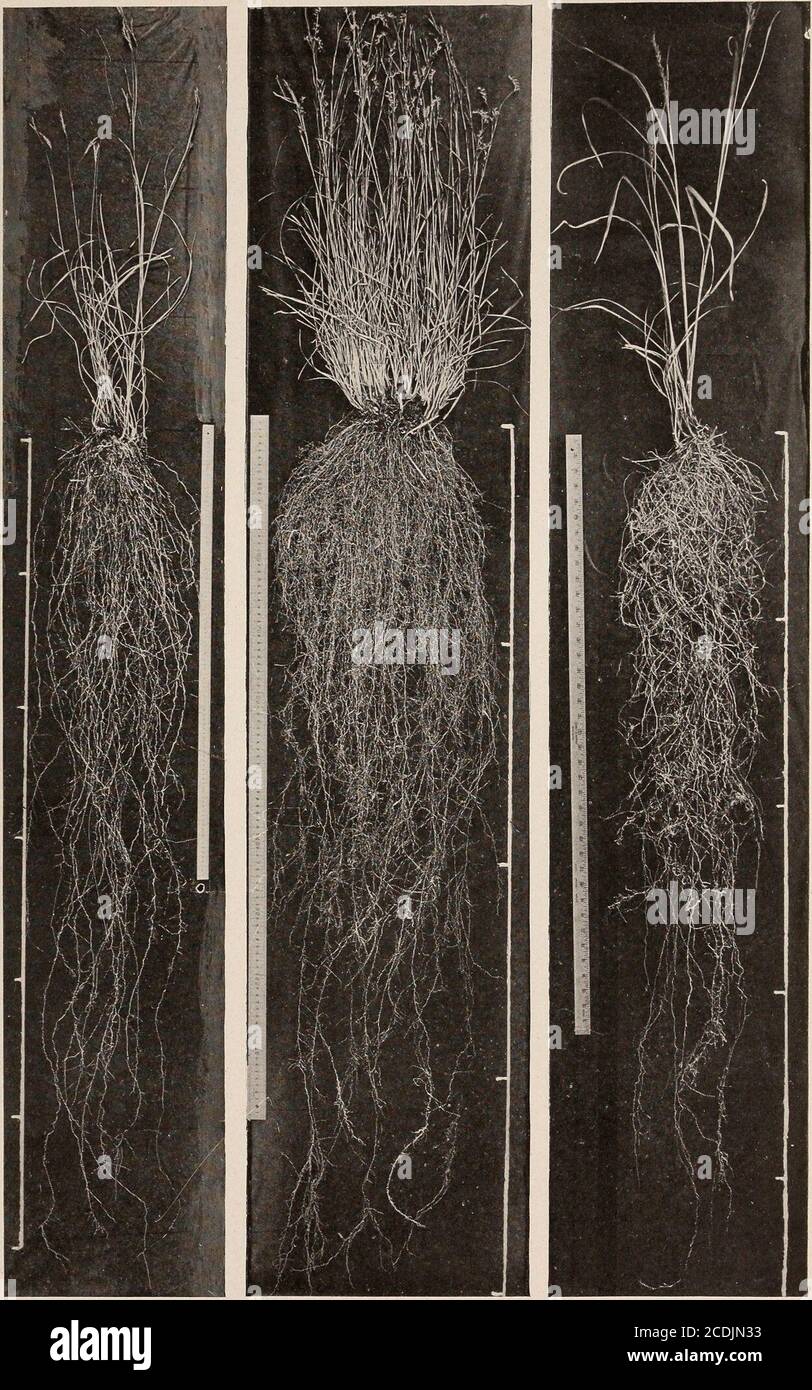 . Le relazioni ecologiche delle radici . A. un'estremità di una trincea utilizzata per scavare sistemi di radici. B. Distichlis spicata, che mostra i rizomi lunghi e le radici poco profonde. A. una prateria del Nebraska orientale nel mese di giugno. Erigeron ramosus e Meriolix serrulata in primo piano e psoralea tenuiflora in background. B. una zona dominata da Agrostis hiemalis con Allium mutabile, Achillea millefolium e Stipa spartea. WEAVER A B PIASTRA 3 C. A. Androjpogon furcatus. B. Andropogon scoparius. C. Andropogon nutans. PIASTRA DI TESSITORE 4 Foto Stock