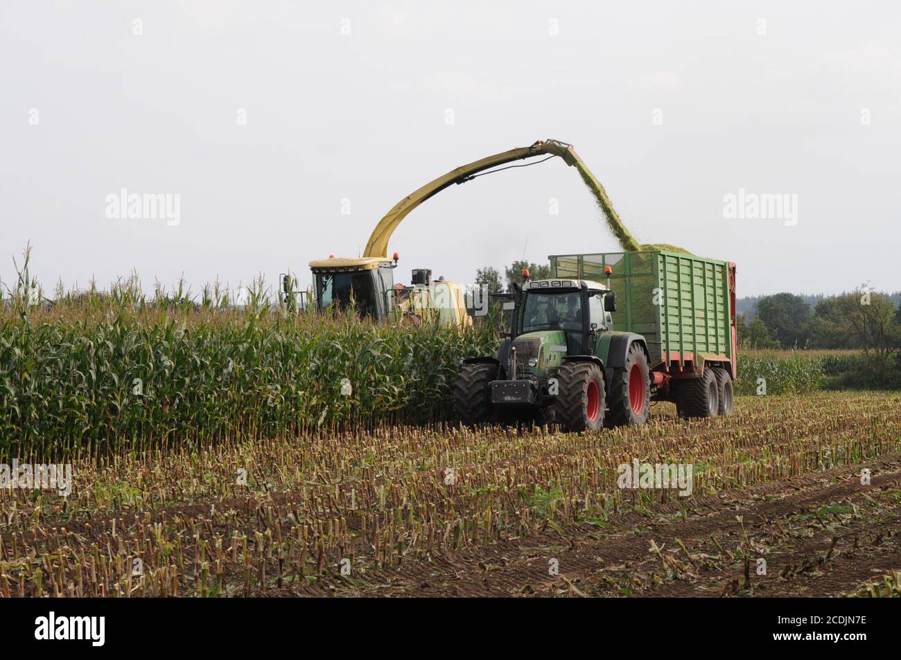 raccolto per alimentazione e biogas Foto Stock