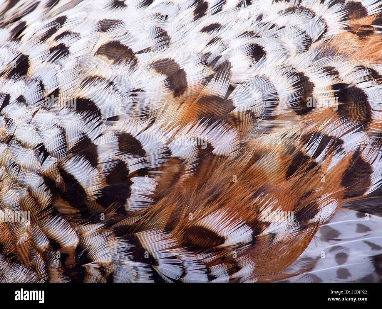 piumaggio di un nocciolo Foto Stock